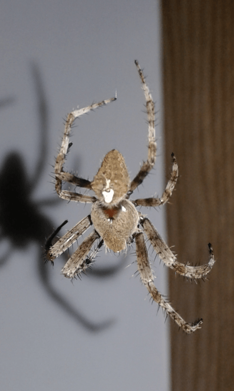 Araneus sp. (Araneidae)? S,  Araneus angulatus, maschio - prov. PD